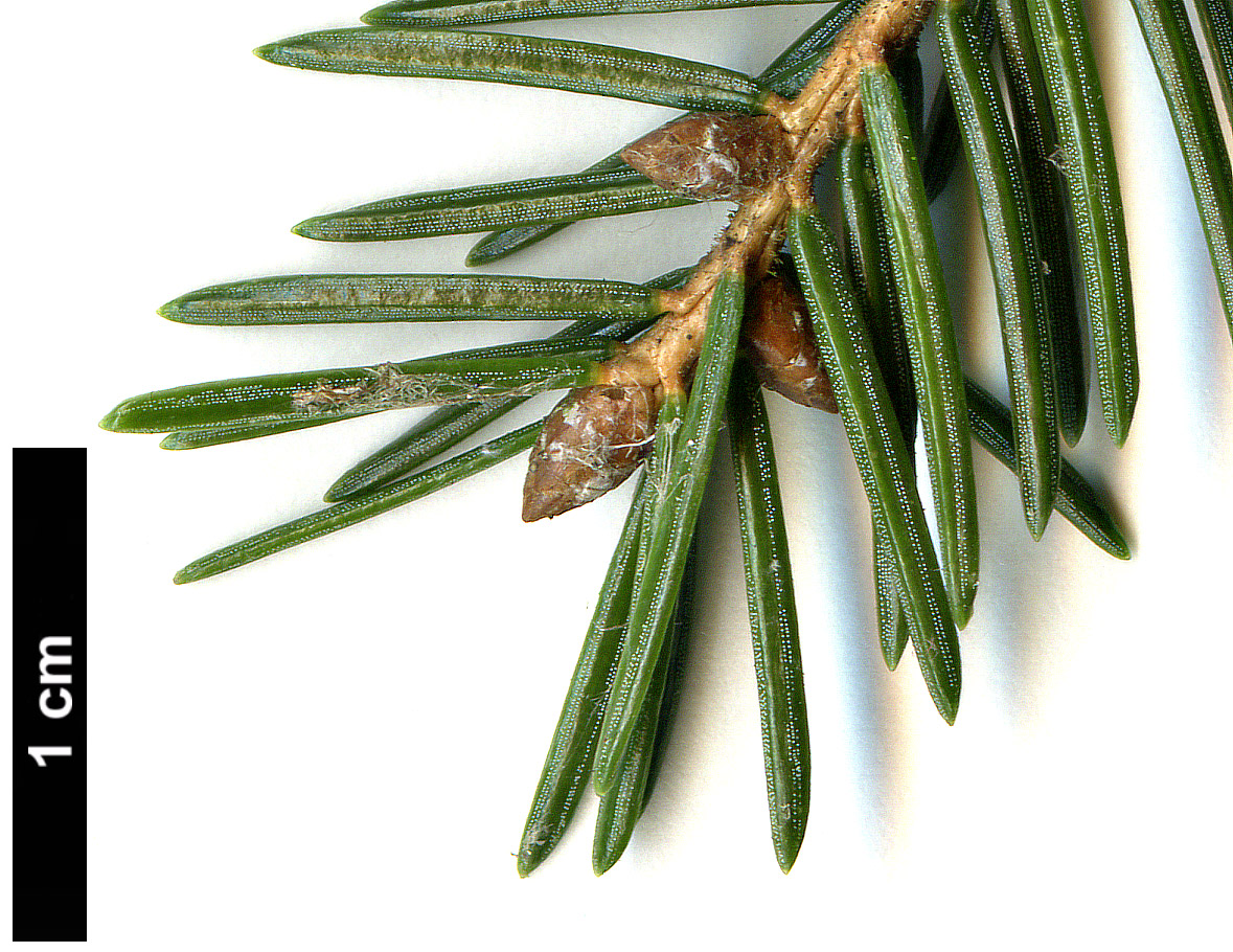 High resolution image: Family: Pinaceae - Genus: Picea - Taxon: maximowiczii