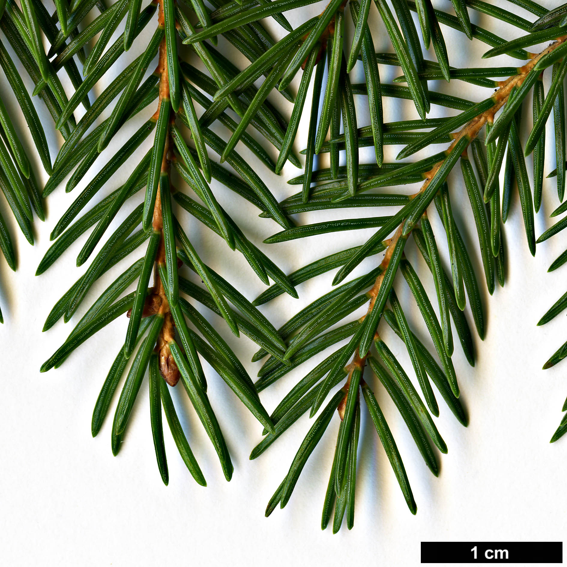 High resolution image: Family: Pinaceae - Genus: Picea - Taxon: maximowiczii