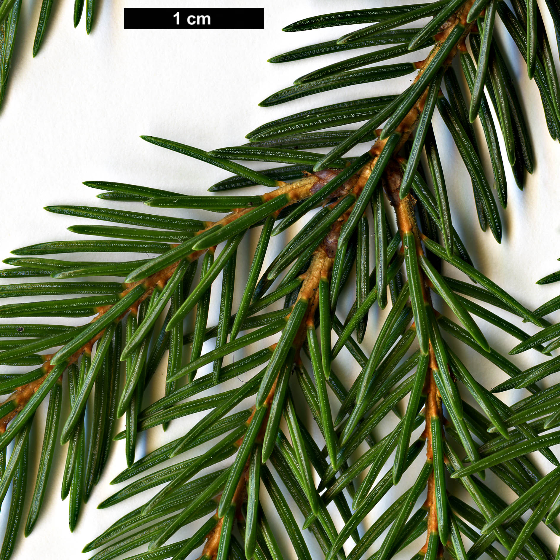 High resolution image: Family: Pinaceae - Genus: Picea - Taxon: maximowiczii