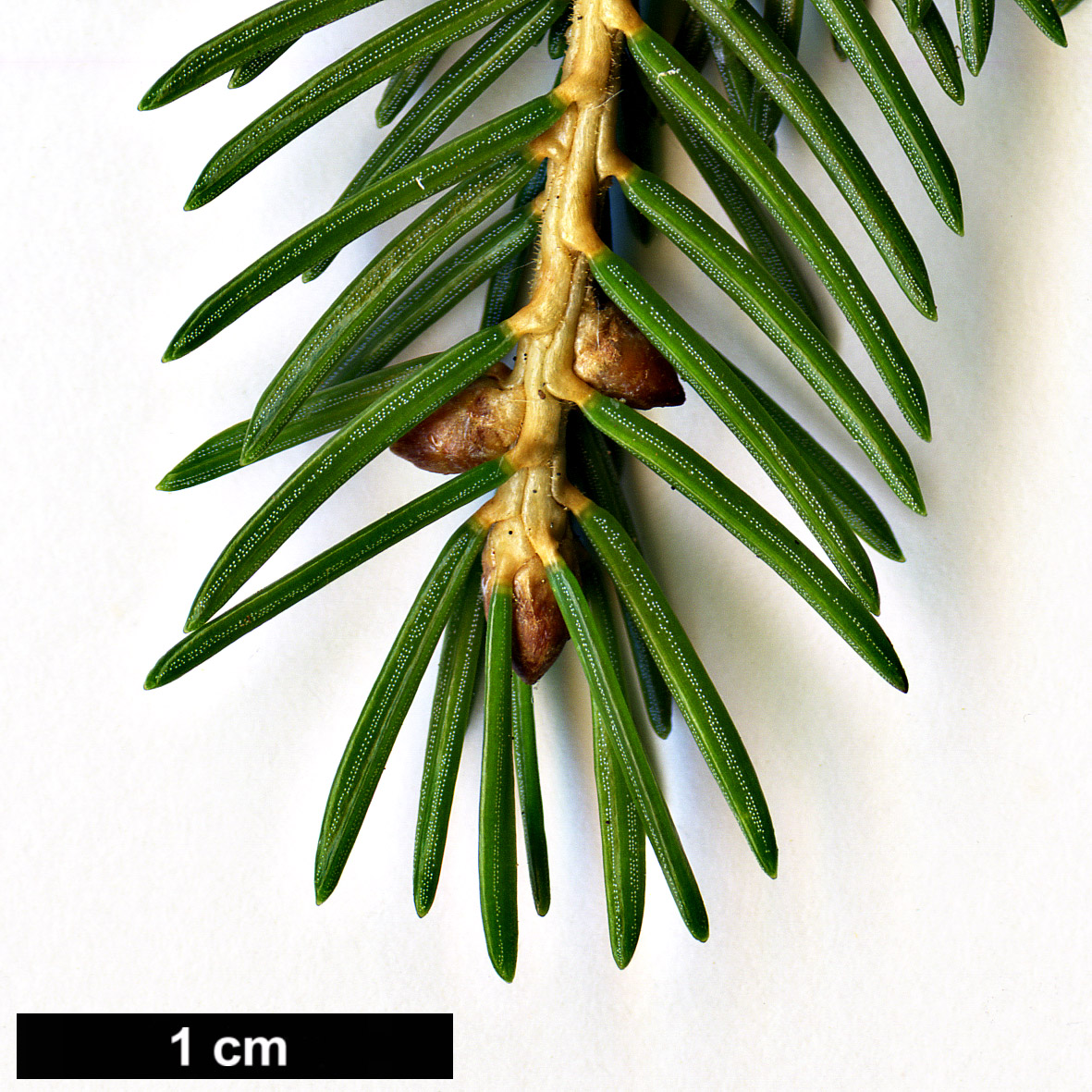 High resolution image: Family: Pinaceae - Genus: Picea - Taxon: maximowiczii