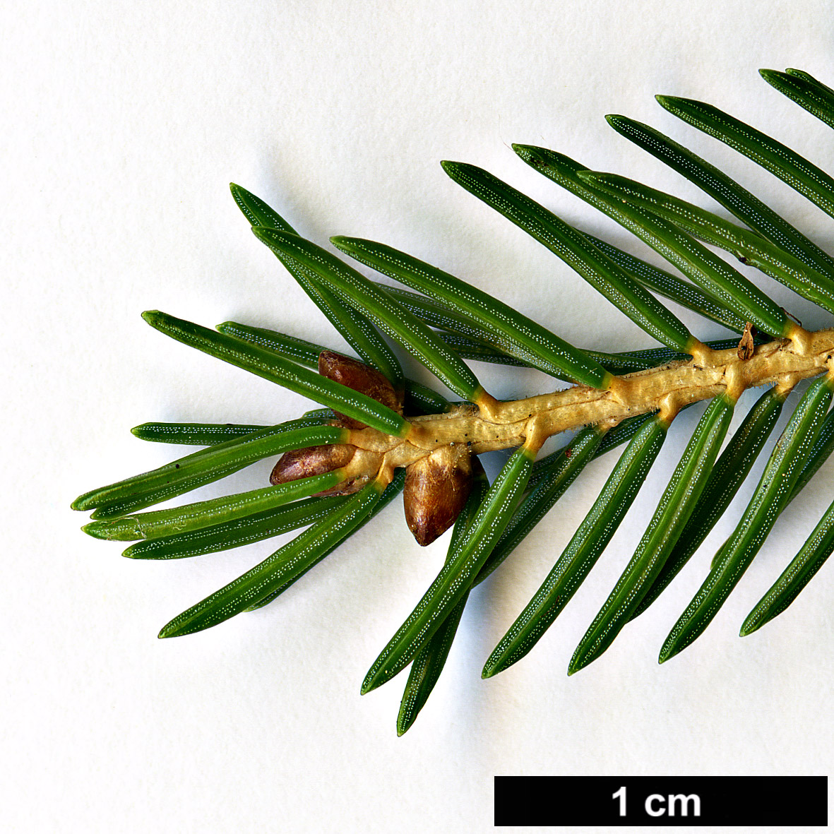 High resolution image: Family: Pinaceae - Genus: Picea - Taxon: maximowiczii