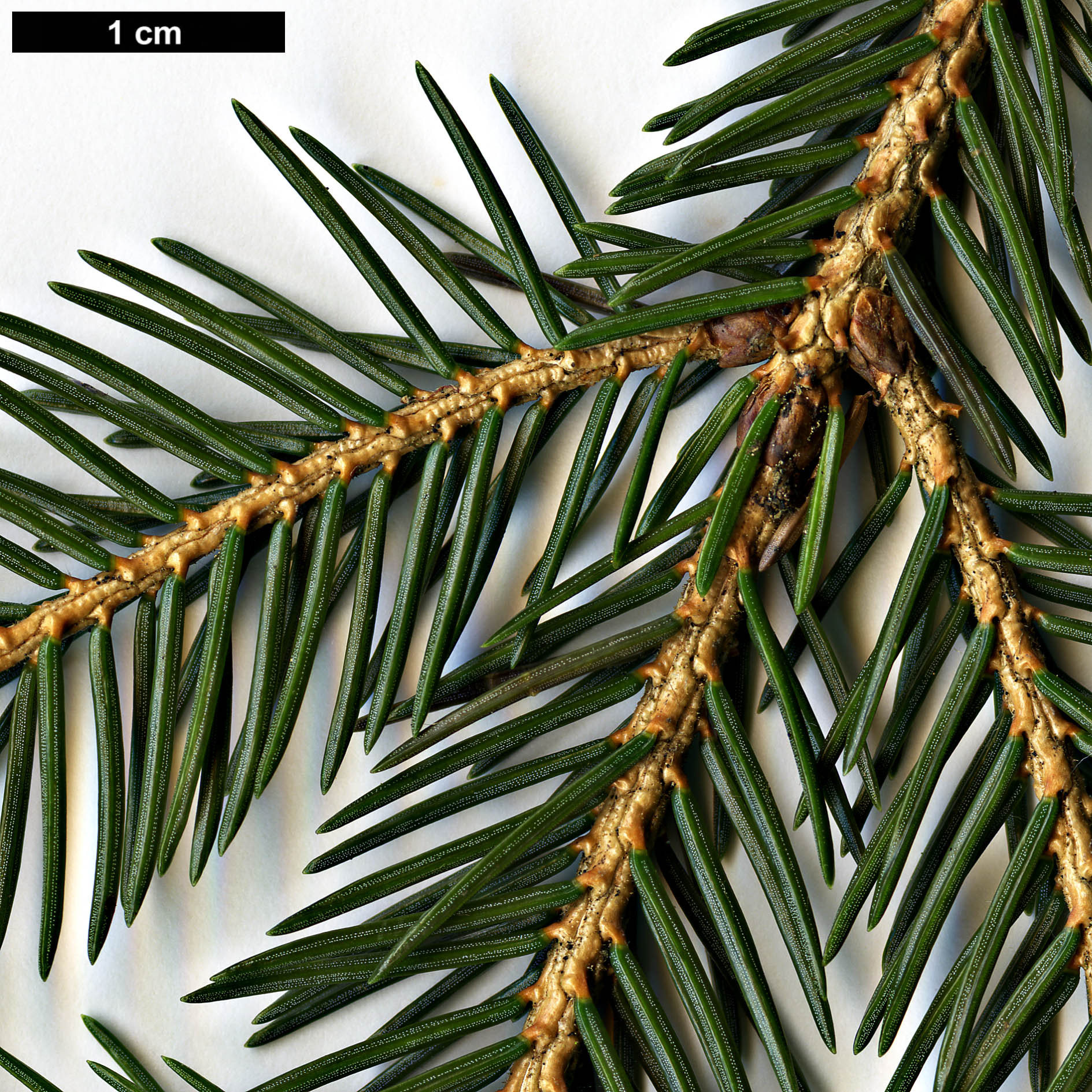 High resolution image: Family: Pinaceae - Genus: Picea - Taxon: maximowiczii