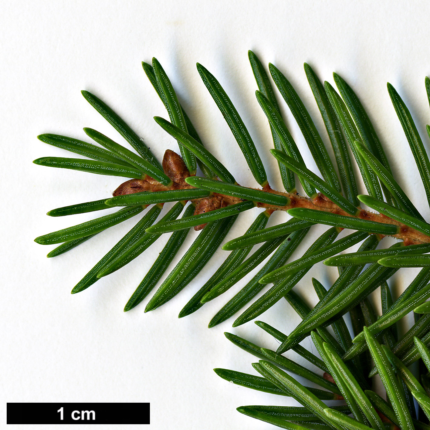 High resolution image: Family: Pinaceae - Genus: Picea - Taxon: maximowiczii