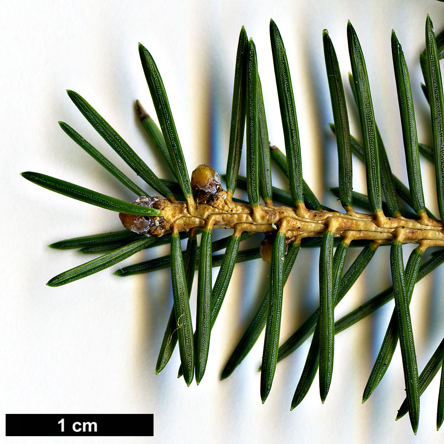 High resolution image: Family: Pinaceae - Genus: Picea - Taxon: maximowiczii