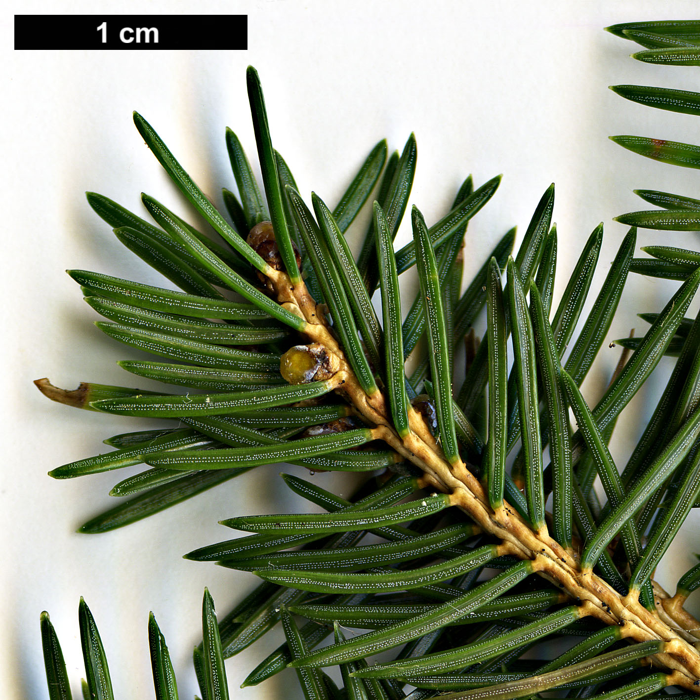 High resolution image: Family: Pinaceae - Genus: Picea - Taxon: maximowiczii