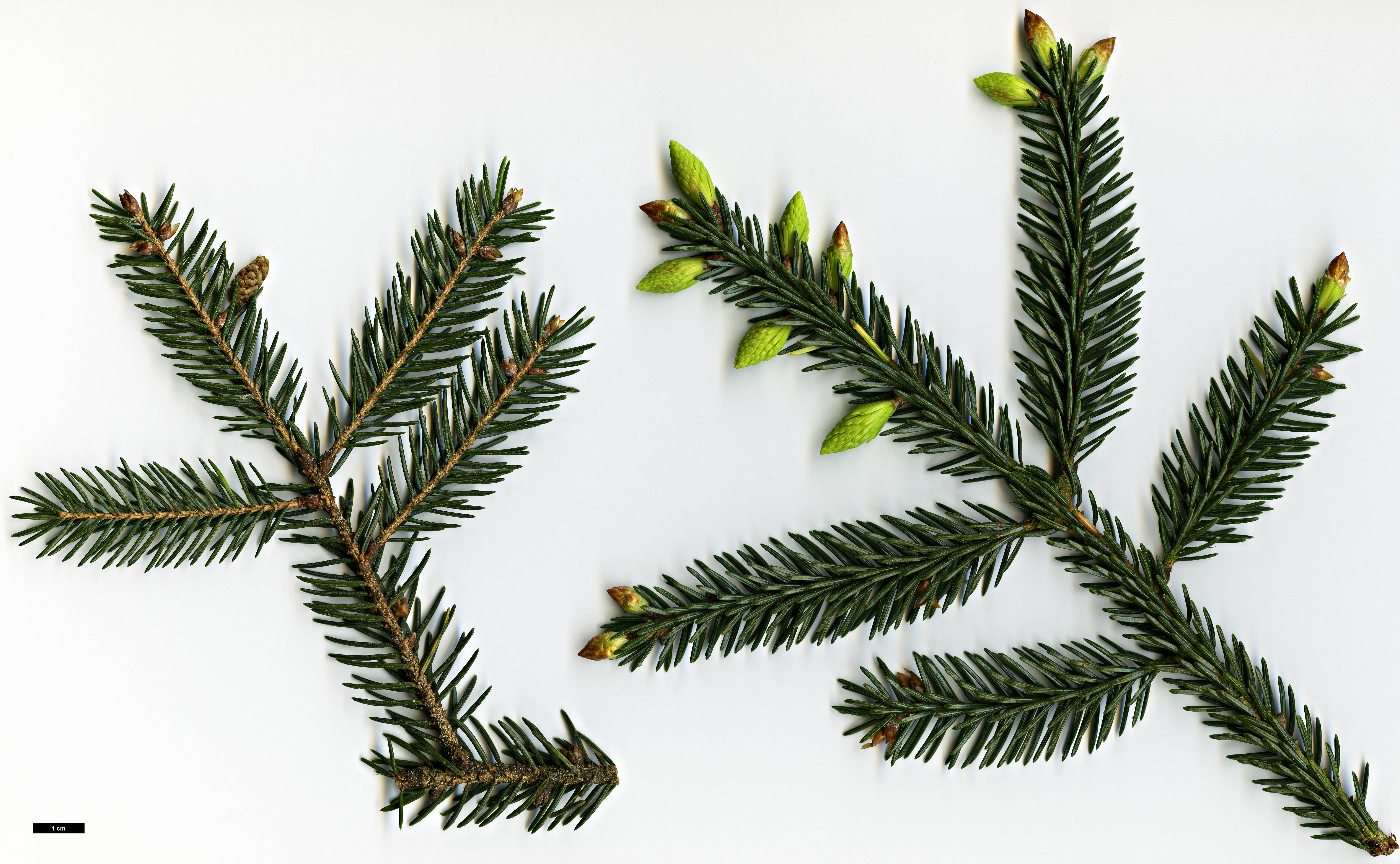 High resolution image: Family: Pinaceae - Genus: Picea - Taxon: maximowiczii