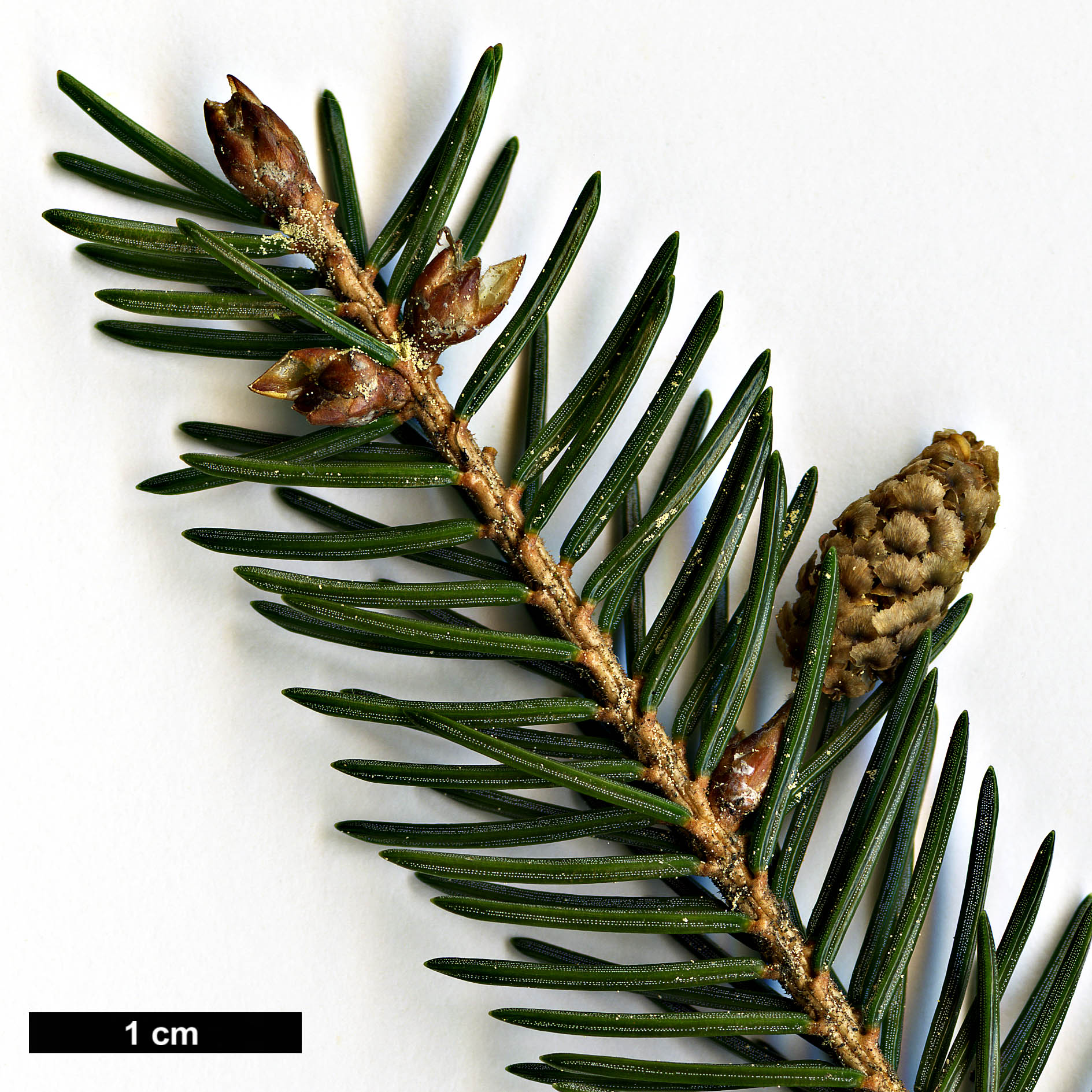 High resolution image: Family: Pinaceae - Genus: Picea - Taxon: maximowiczii