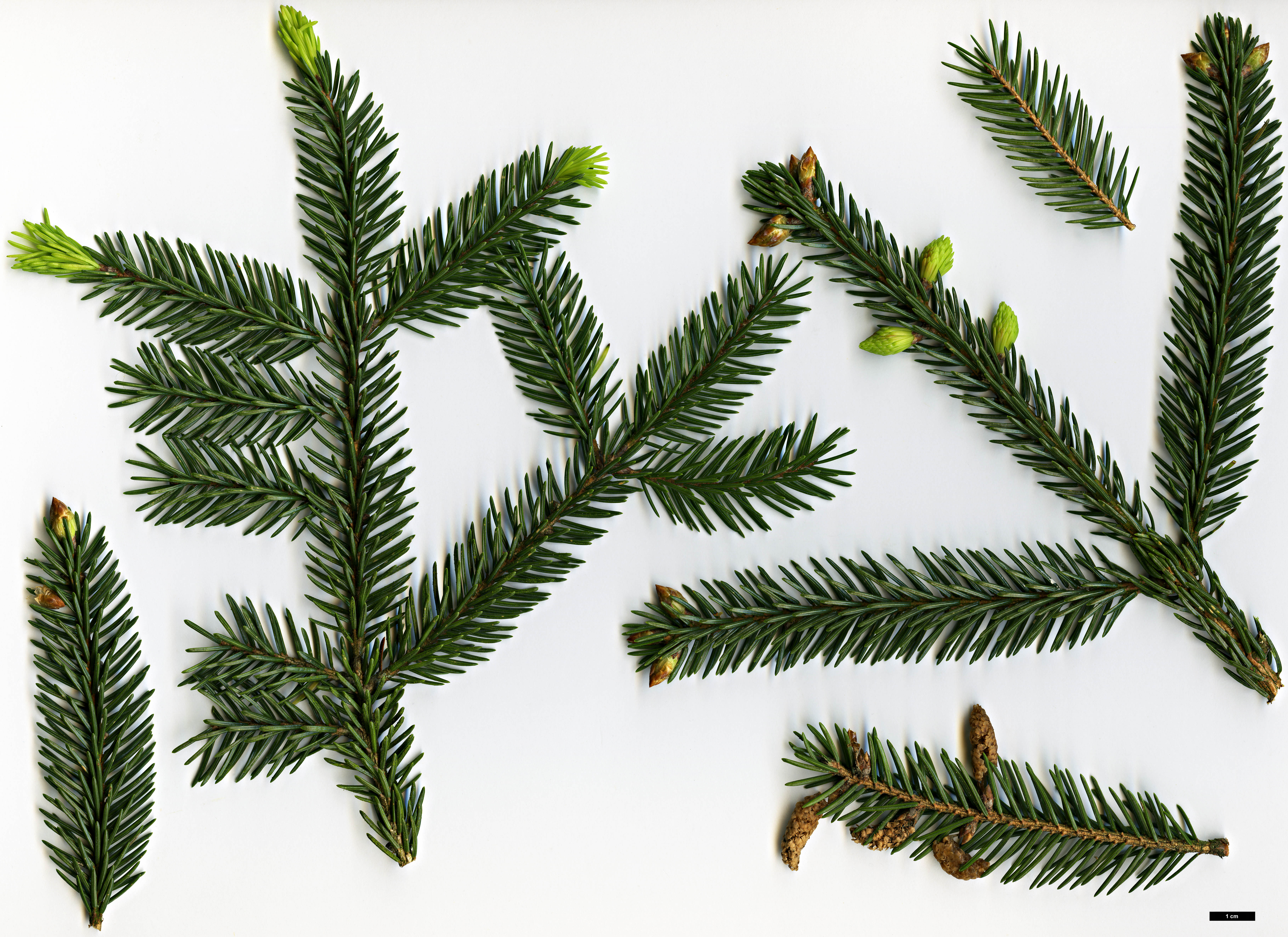 High resolution image: Family: Pinaceae - Genus: Picea - Taxon: maximowiczii