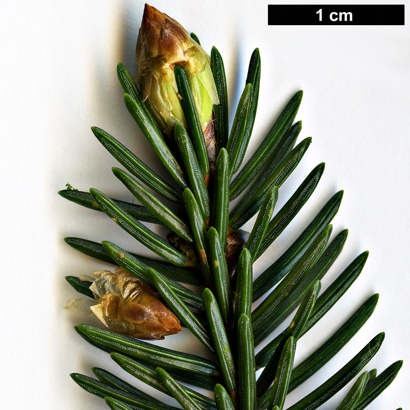 High resolution image: Family: Pinaceae - Genus: Picea - Taxon: maximowiczii