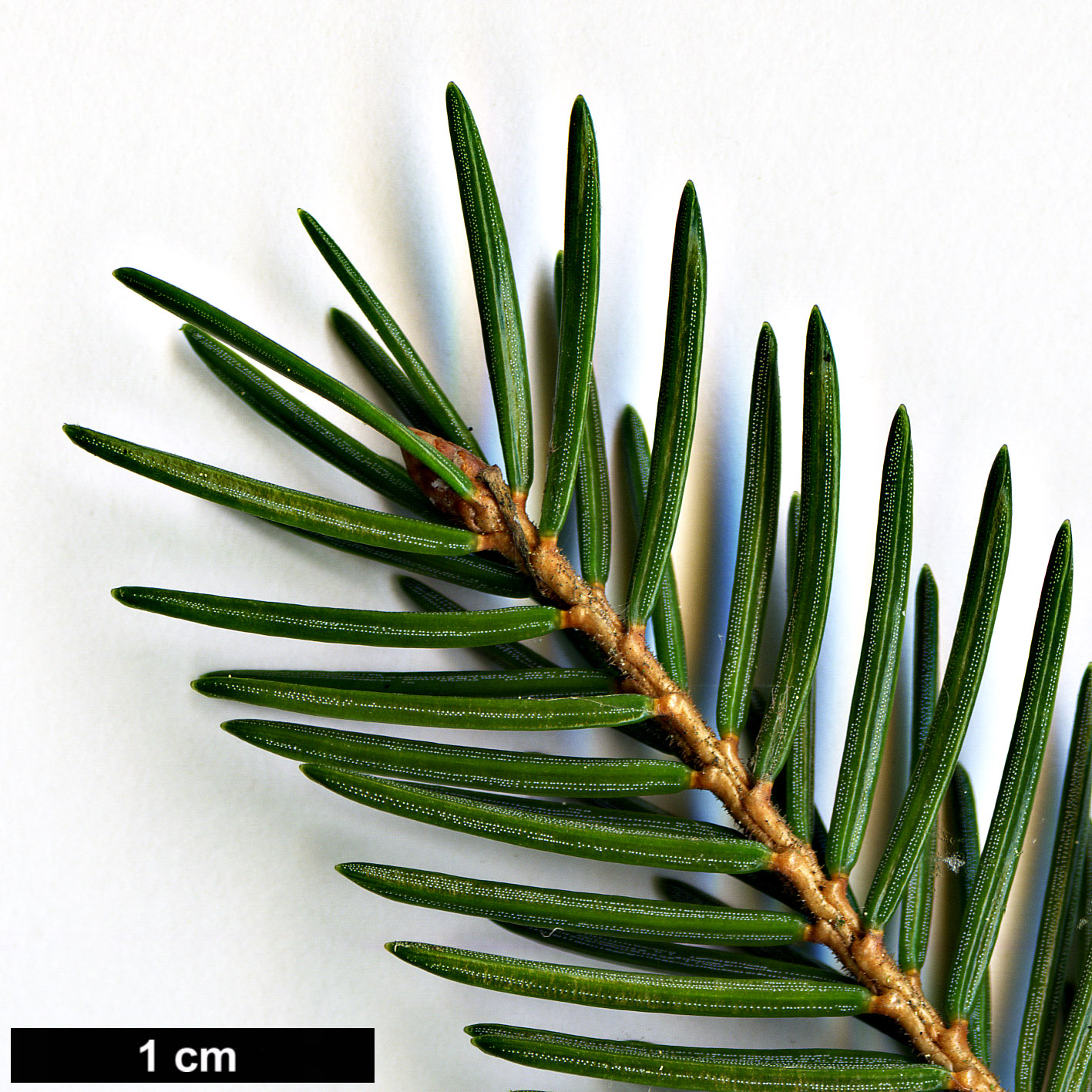 High resolution image: Family: Pinaceae - Genus: Picea - Taxon: maximowiczii