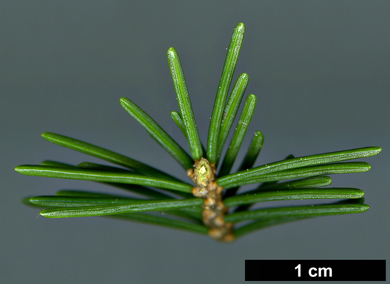 High resolution image: Family: Pinaceae - Genus: Picea - Taxon: maximowiczii