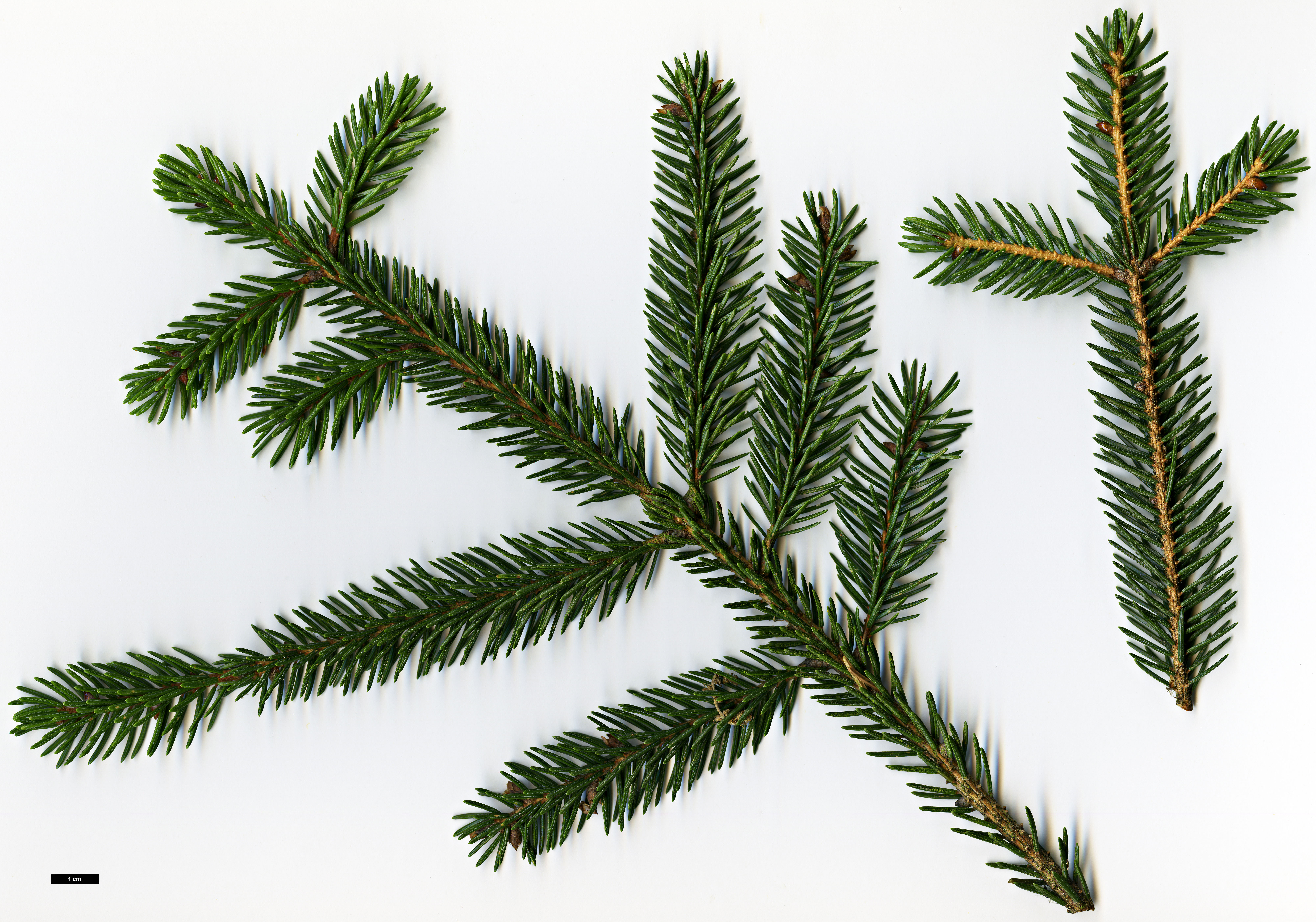 High resolution image: Family: Pinaceae - Genus: Picea - Taxon: maximowiczii