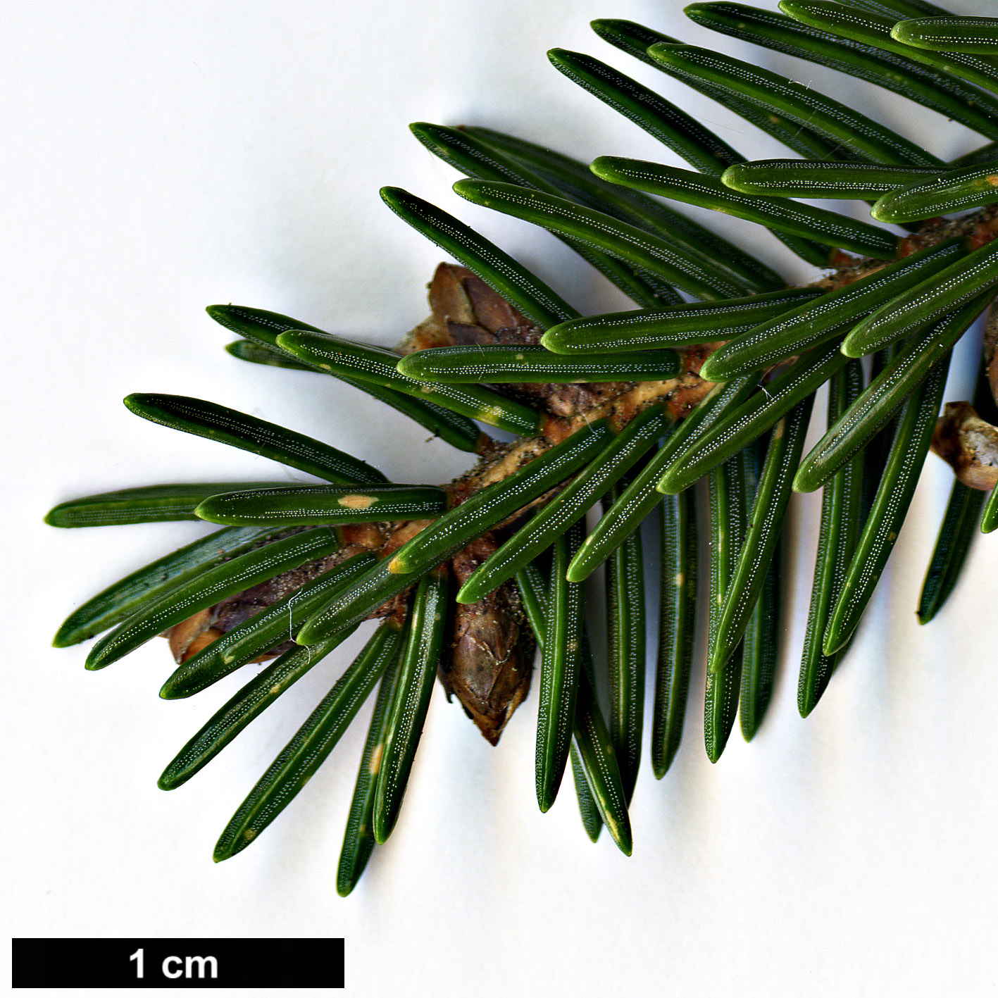 High resolution image: Family: Pinaceae - Genus: Picea - Taxon: maximowiczii