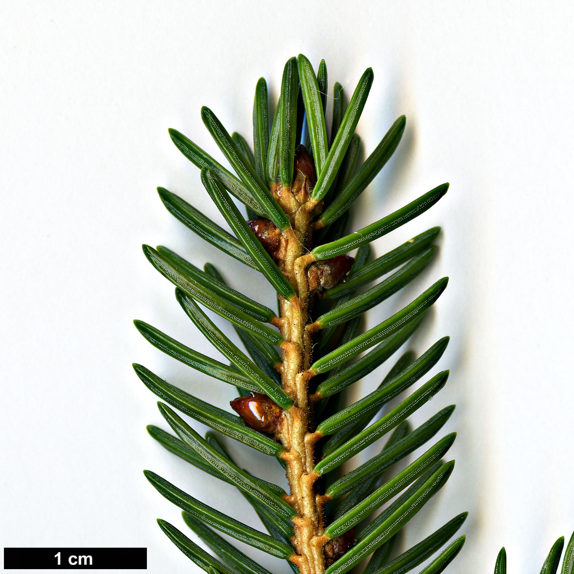 High resolution image: Family: Pinaceae - Genus: Picea - Taxon: maximowiczii