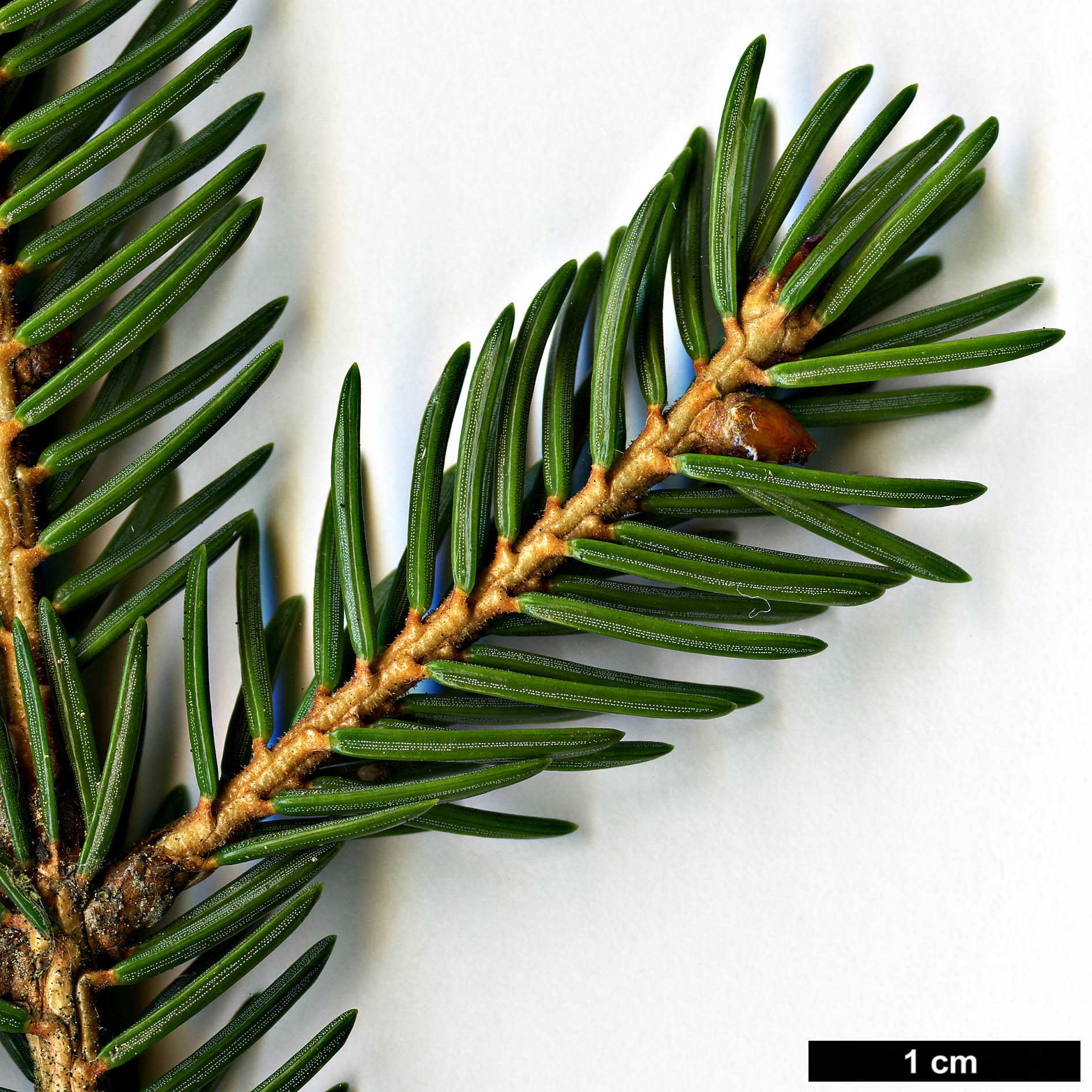 High resolution image: Family: Pinaceae - Genus: Picea - Taxon: maximowiczii