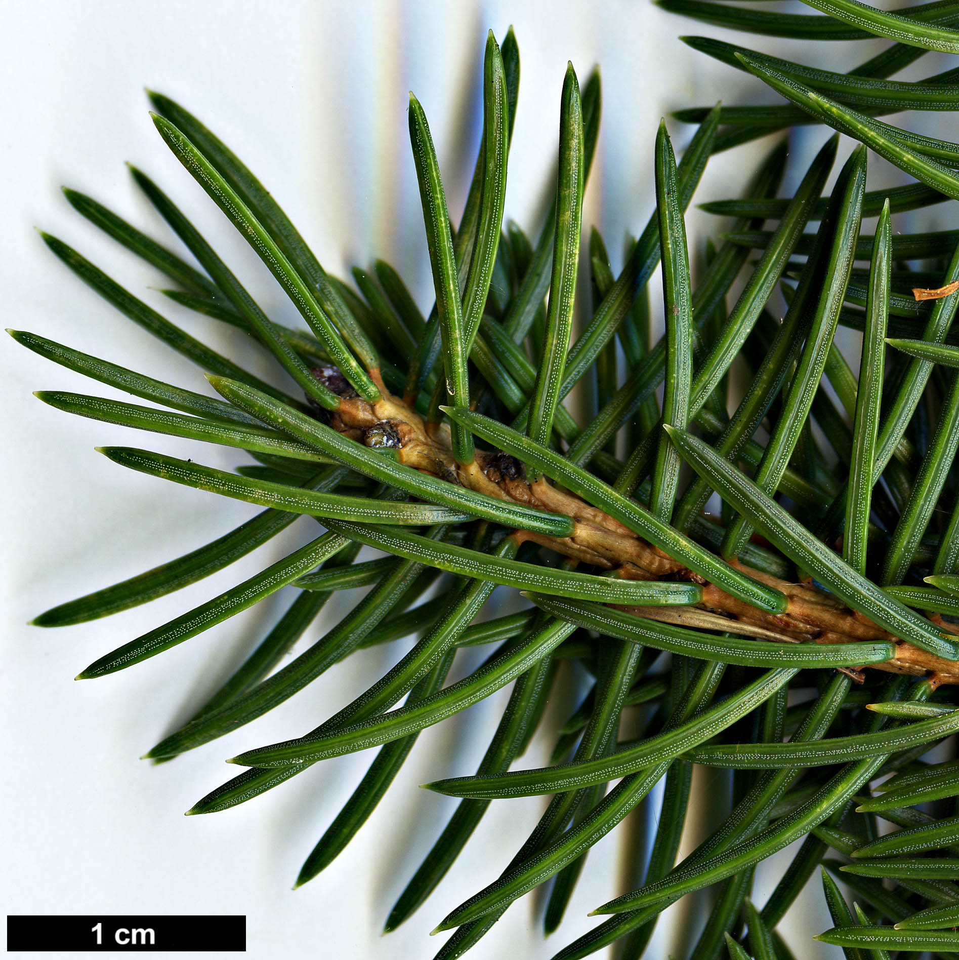 High resolution image: Family: Pinaceae - Genus: Picea - Taxon: maximowiczii