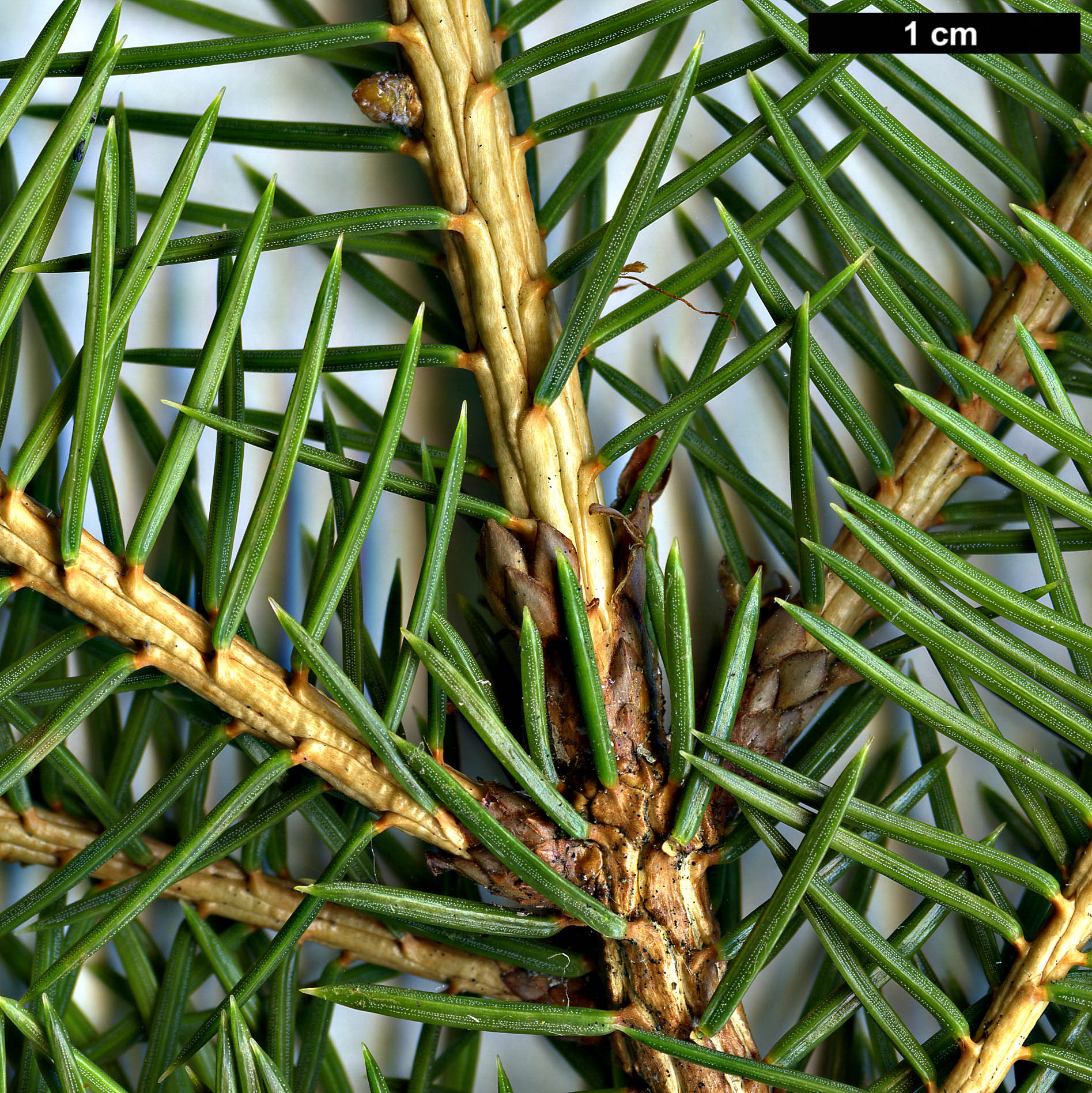 High resolution image: Family: Pinaceae - Genus: Picea - Taxon: maximowiczii