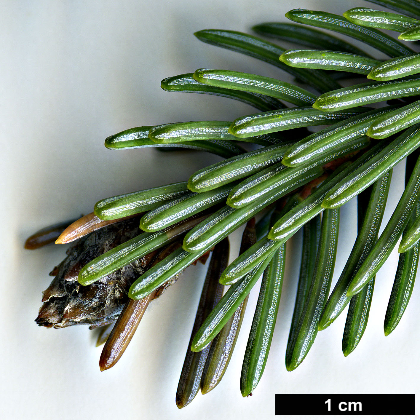 High resolution image: Family: Pinaceae - Genus: Picea - Taxon: meyeri