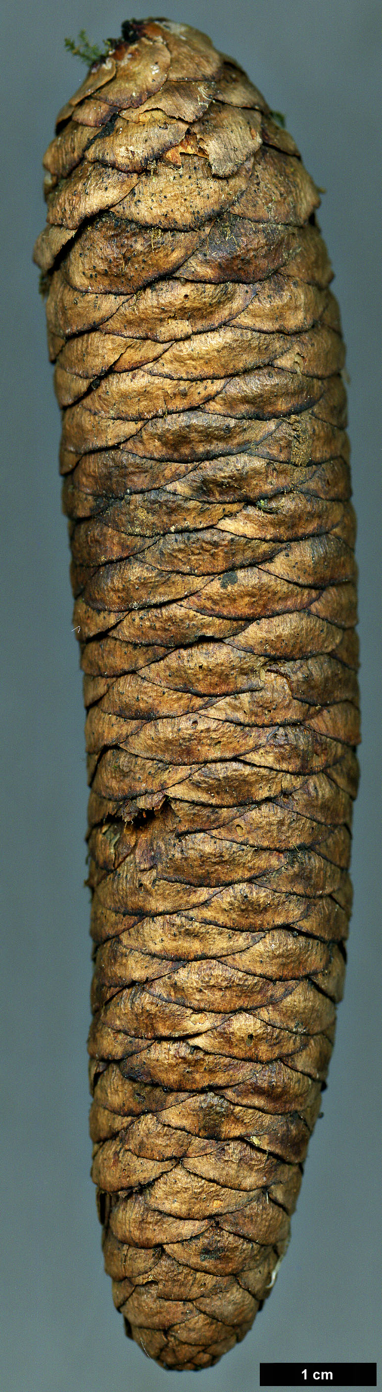 High resolution image: Family: Pinaceae - Genus: Picea - Taxon: meyeri