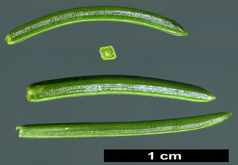 High resolution image: Family: Pinaceae - Genus: Picea - Taxon: meyeri