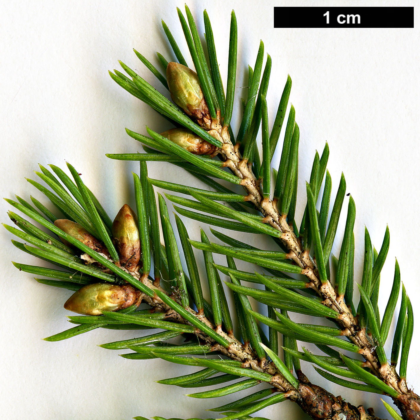 High resolution image: Family: Pinaceae - Genus: Picea - Taxon: morrisonicola