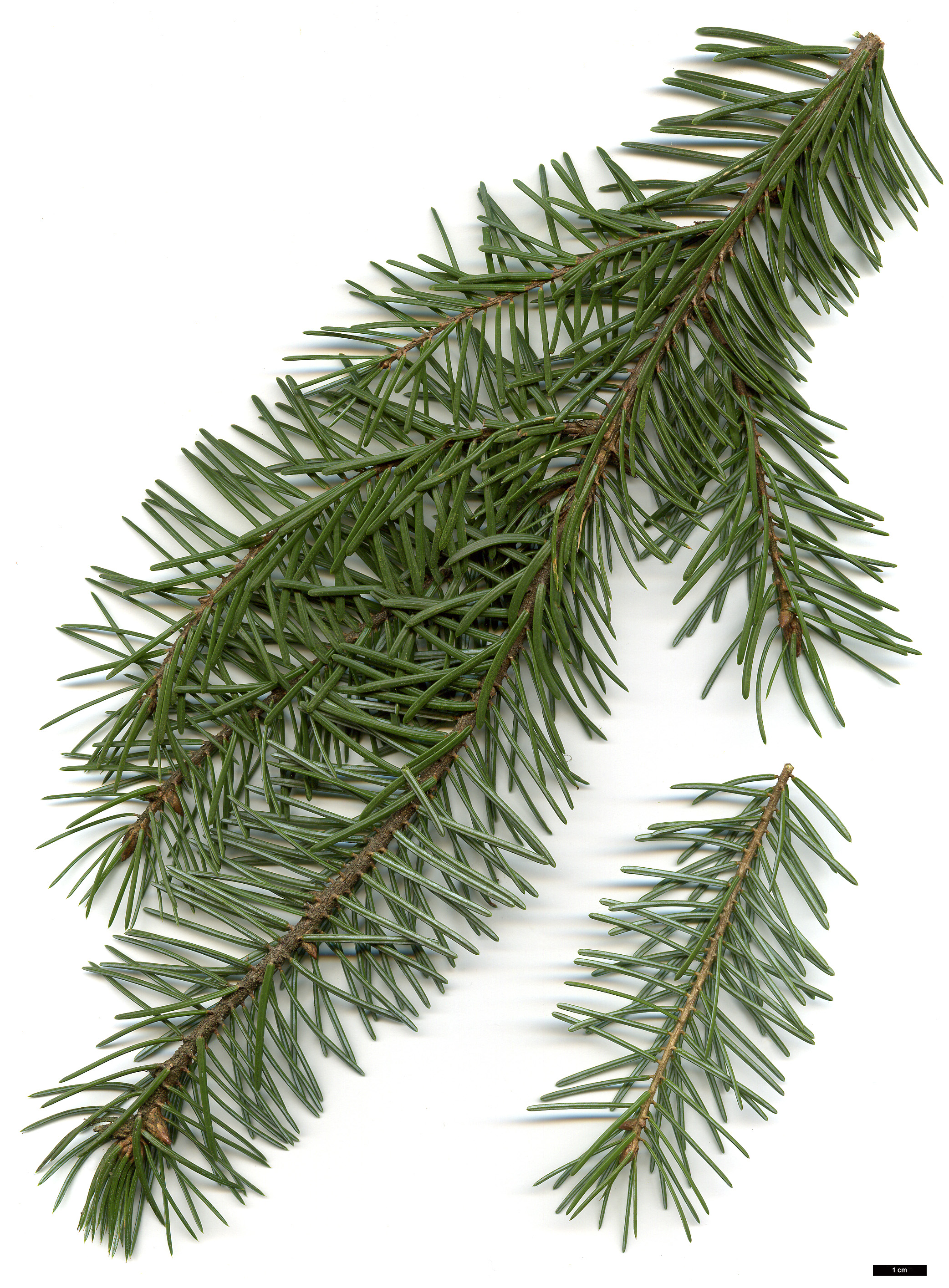 High resolution image: Family: Pinaceae - Genus: Picea - Taxon: omorika - SpeciesSub: 'Pendula'