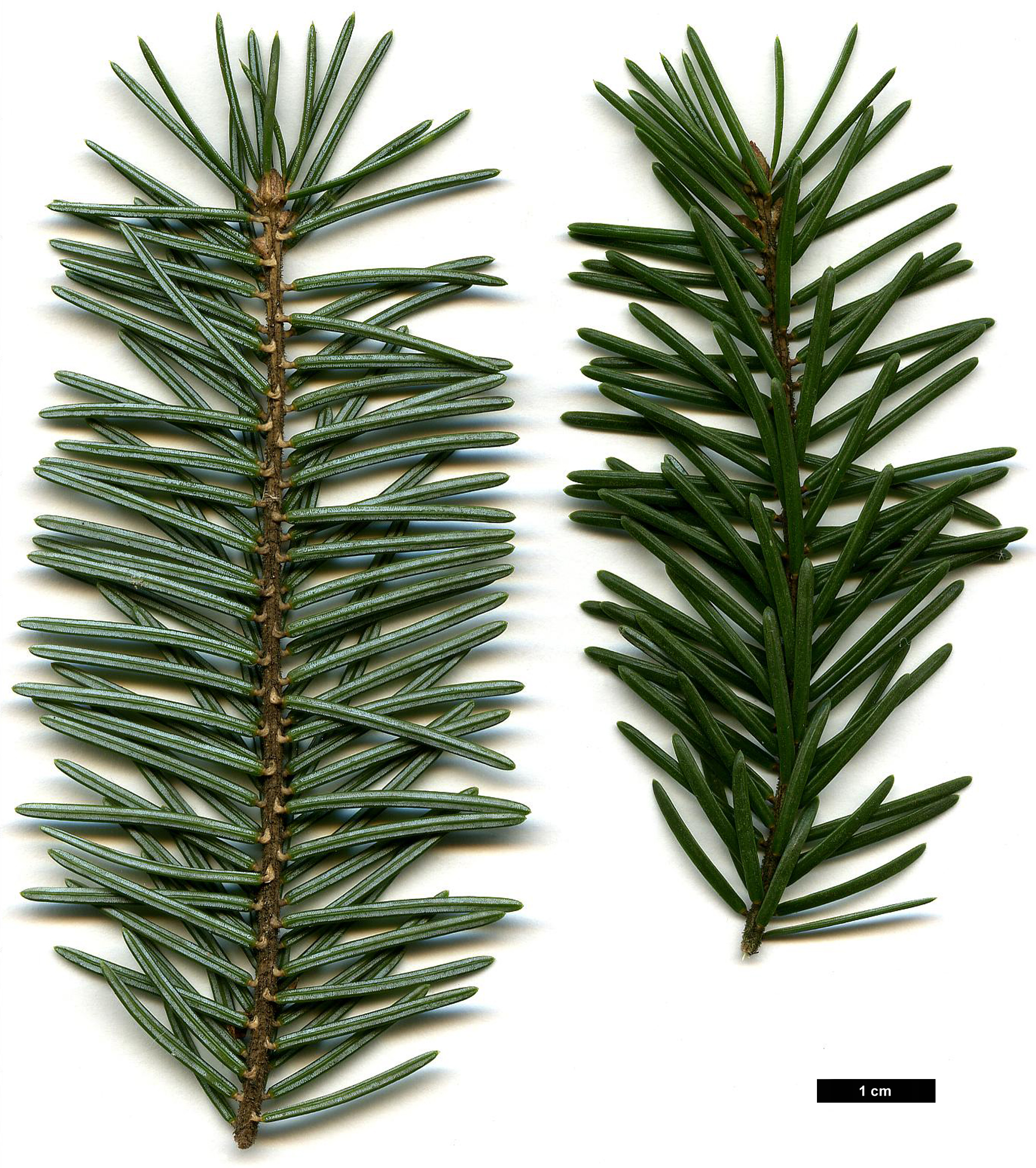 High resolution image: Family: Pinaceae - Genus: Picea - Taxon: omorika