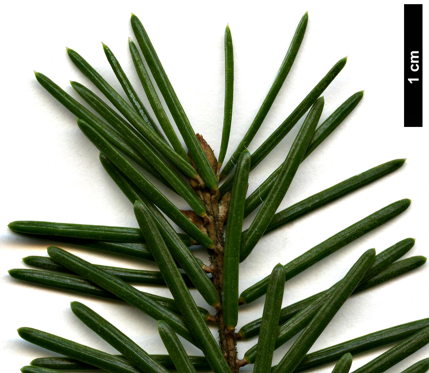 High resolution image: Family: Pinaceae - Genus: Picea - Taxon: omorika