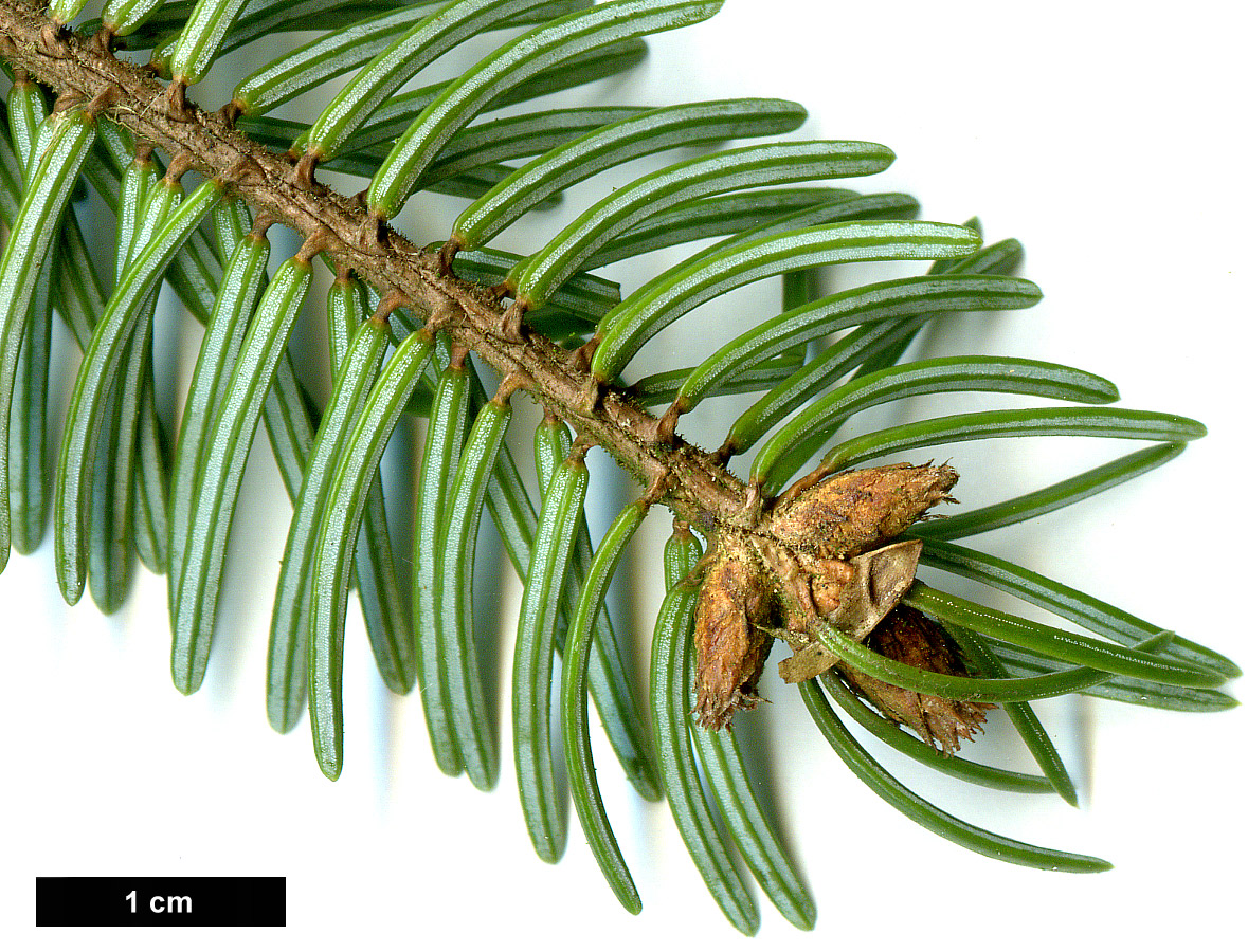 High resolution image: Family: Pinaceae - Genus: Picea - Taxon: omorika