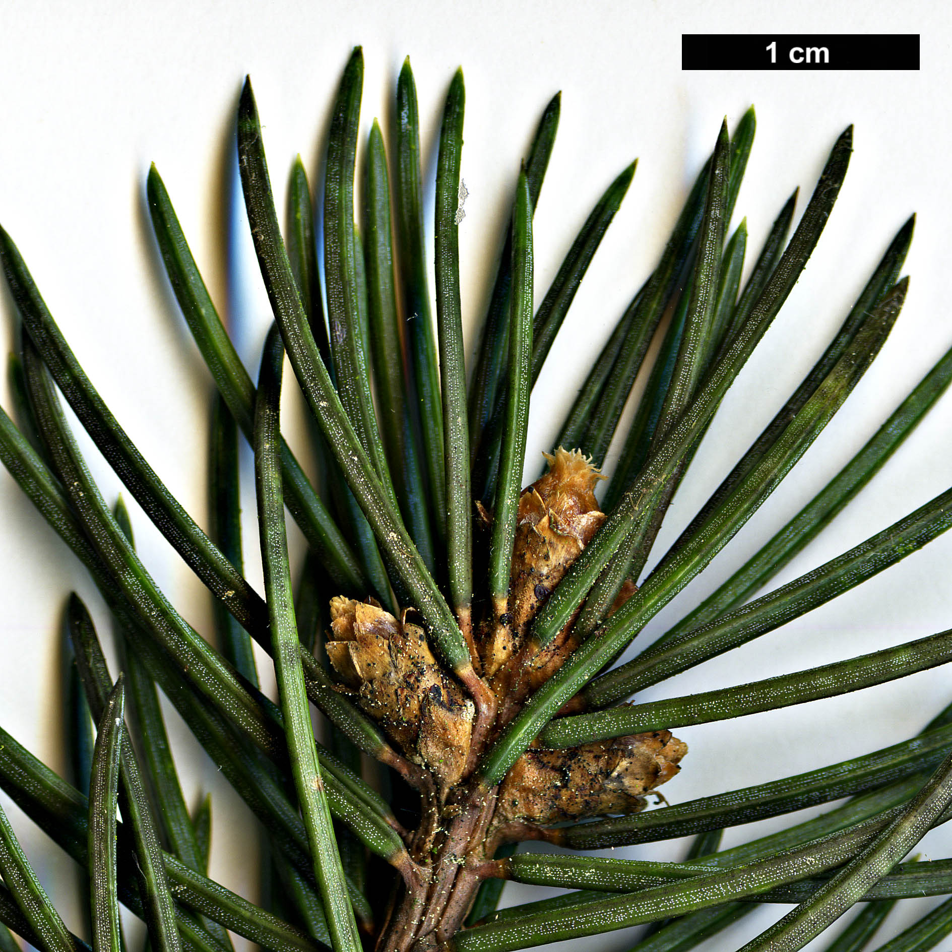 High resolution image: Family: Pinaceae - Genus: Picea - Taxon: pungens