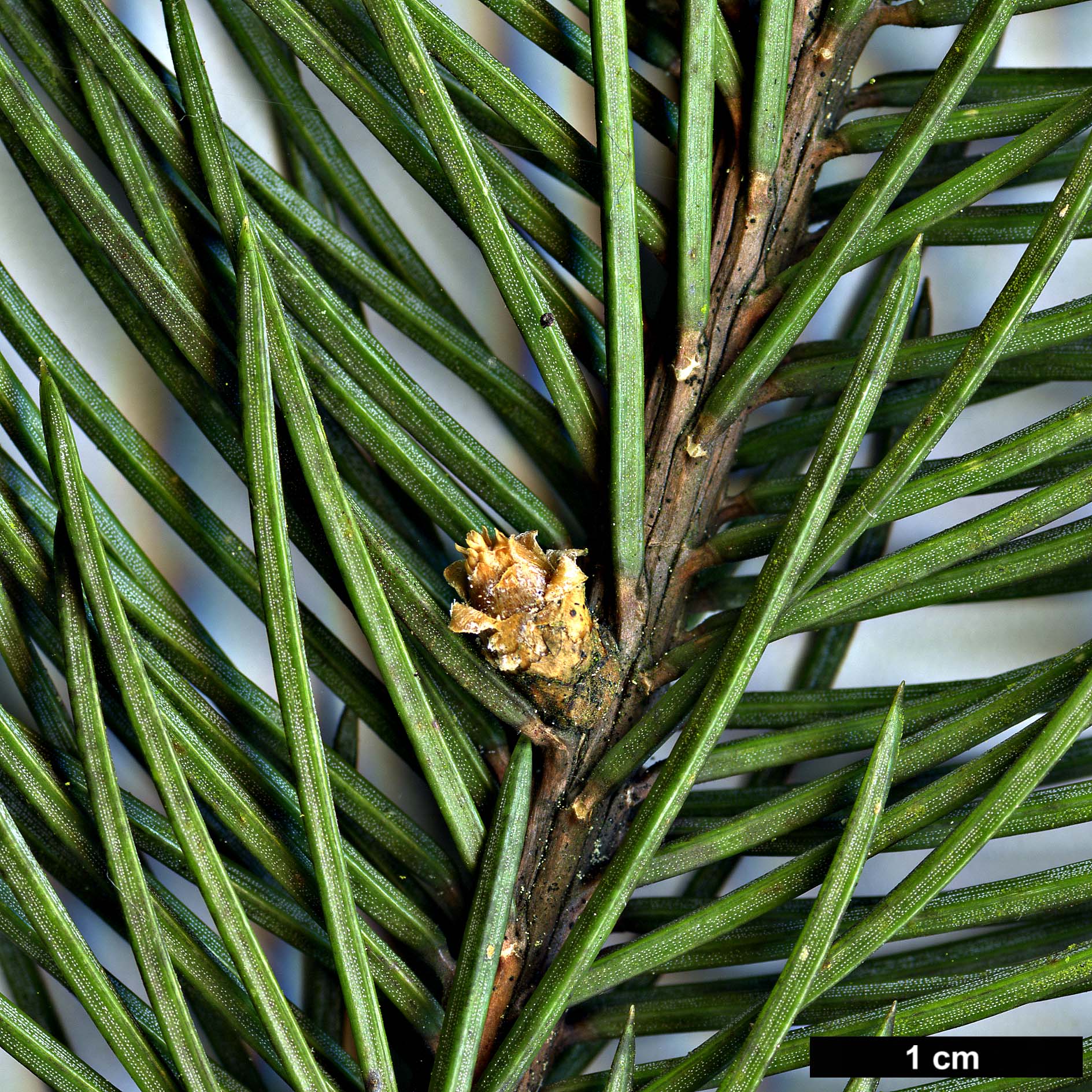 High resolution image: Family: Pinaceae - Genus: Picea - Taxon: pungens