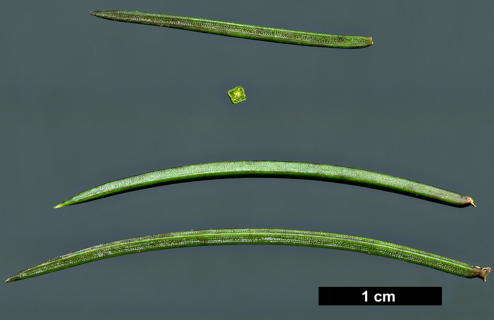 High resolution image: Family: Pinaceae - Genus: Picea - Taxon: pungens