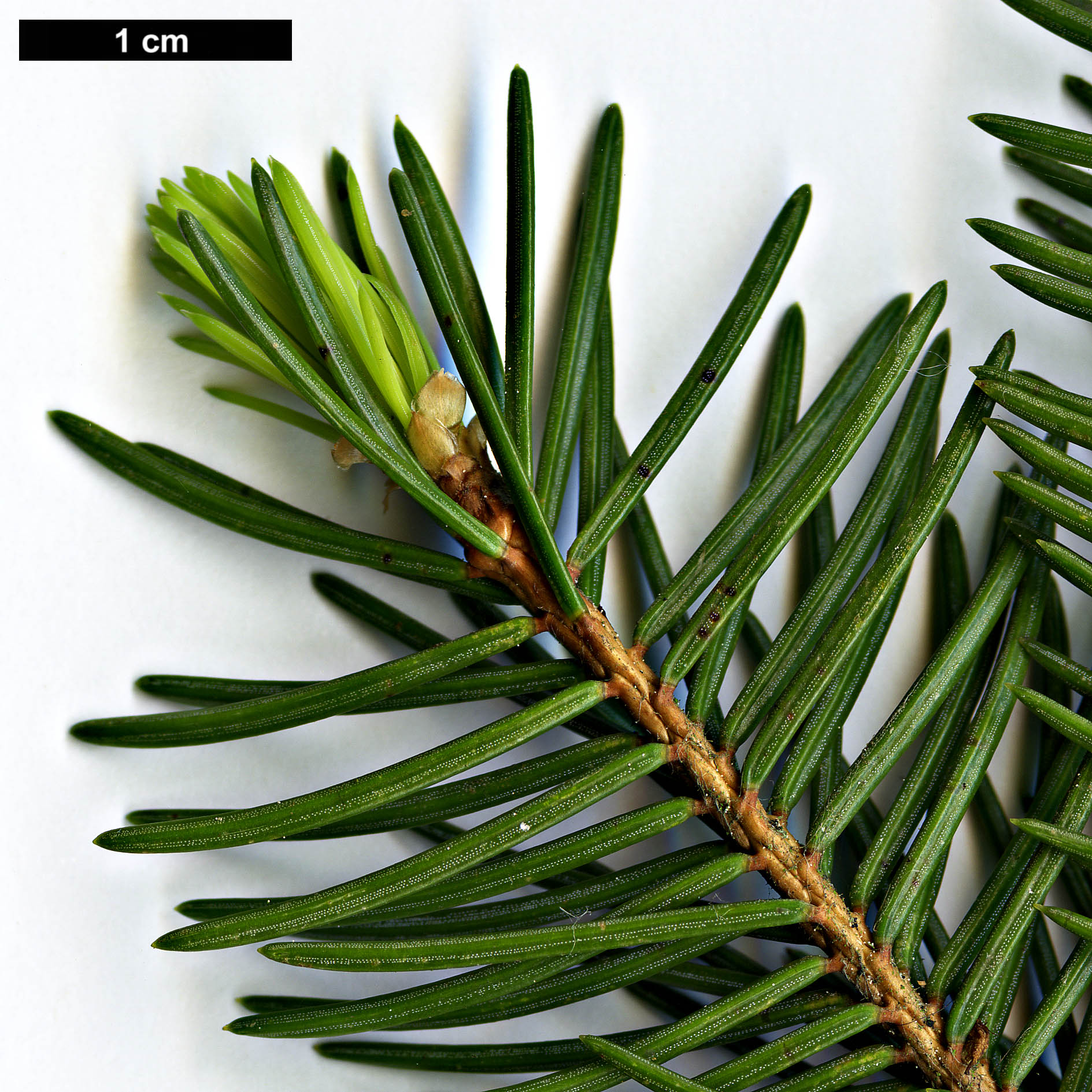 High resolution image: Family: Pinaceae - Genus: Picea - Taxon: retroflexa