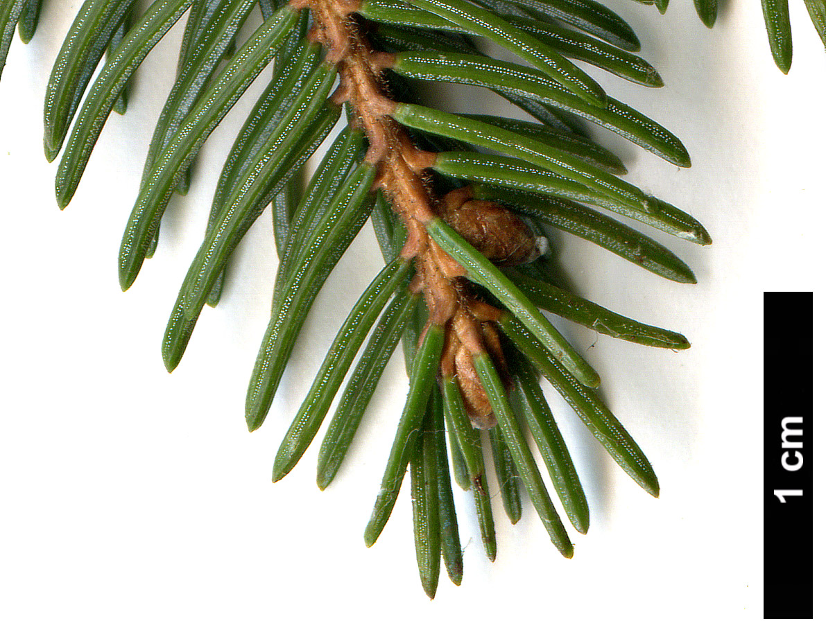 High resolution image: Family: Pinaceae - Genus: Picea - Taxon: rubens