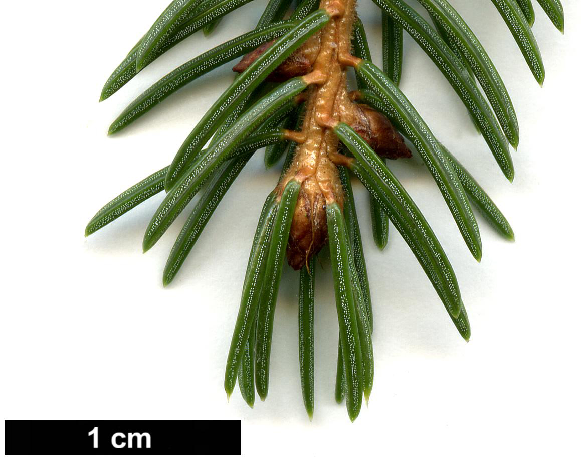 High resolution image: Family: Pinaceae - Genus: Picea - Taxon: rubens