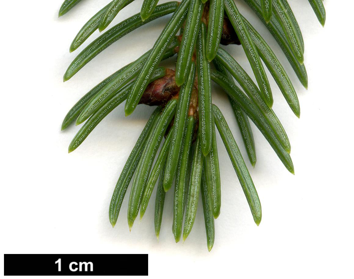 High resolution image: Family: Pinaceae - Genus: Picea - Taxon: rubens