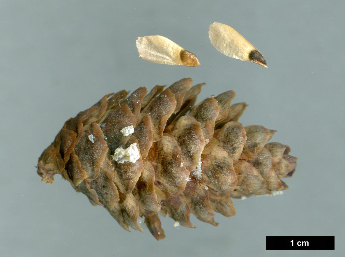 High resolution image: Family: Pinaceae - Genus: Picea - Taxon: rubens