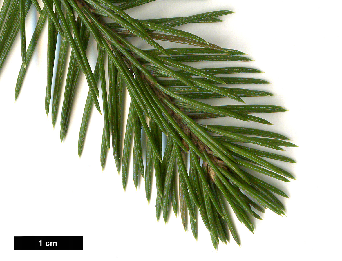 High resolution image: Family: Pinaceae - Genus: Picea - Taxon: schrenkiana