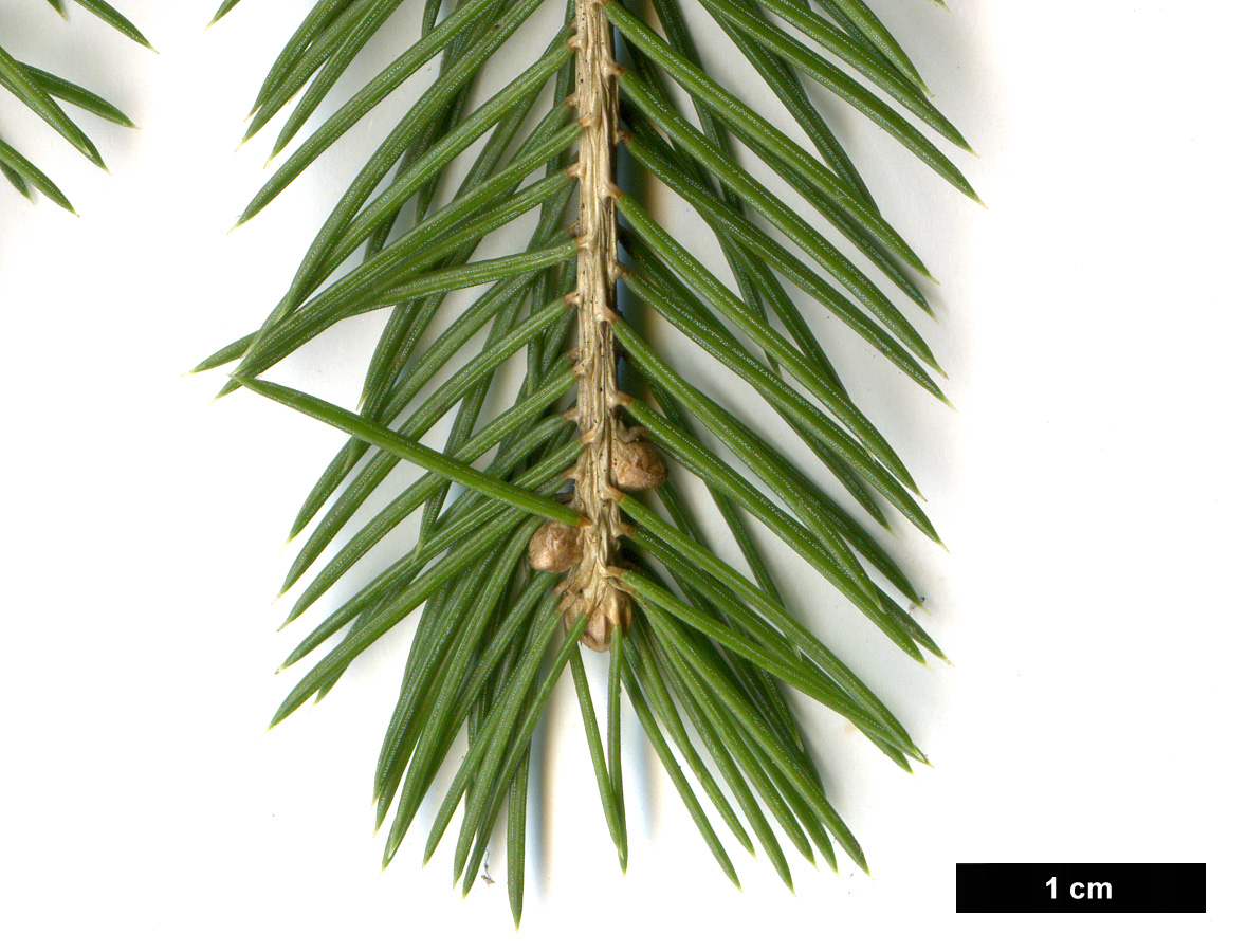 High resolution image: Family: Pinaceae - Genus: Picea - Taxon: schrenkiana