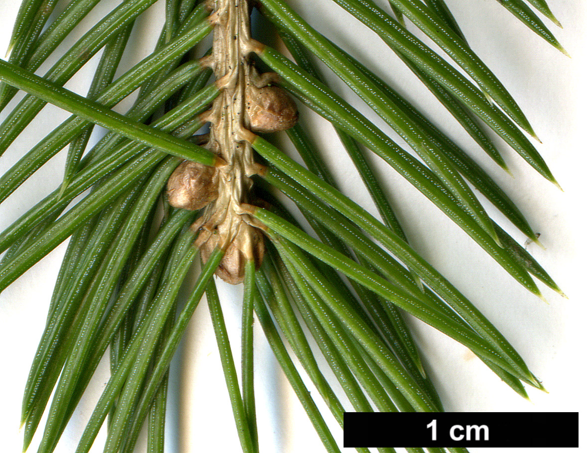 High resolution image: Family: Pinaceae - Genus: Picea - Taxon: schrenkiana