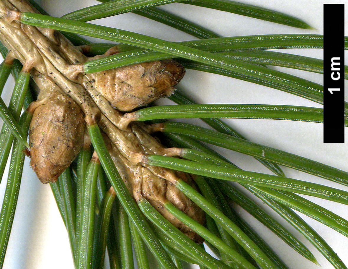 High resolution image: Family: Pinaceae - Genus: Picea - Taxon: schrenkiana