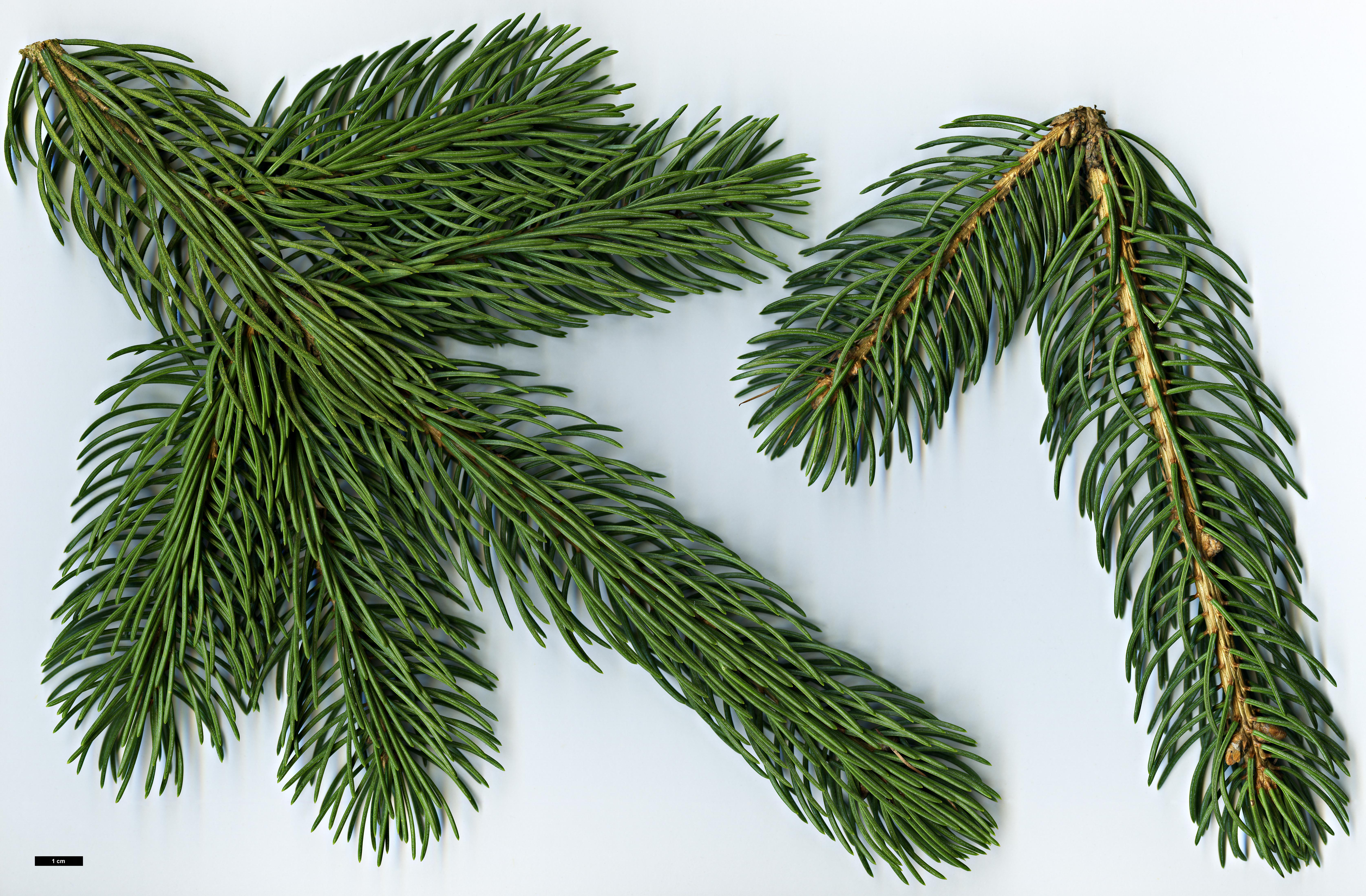 High resolution image: Family: Pinaceae - Genus: Picea - Taxon: schrenkiana