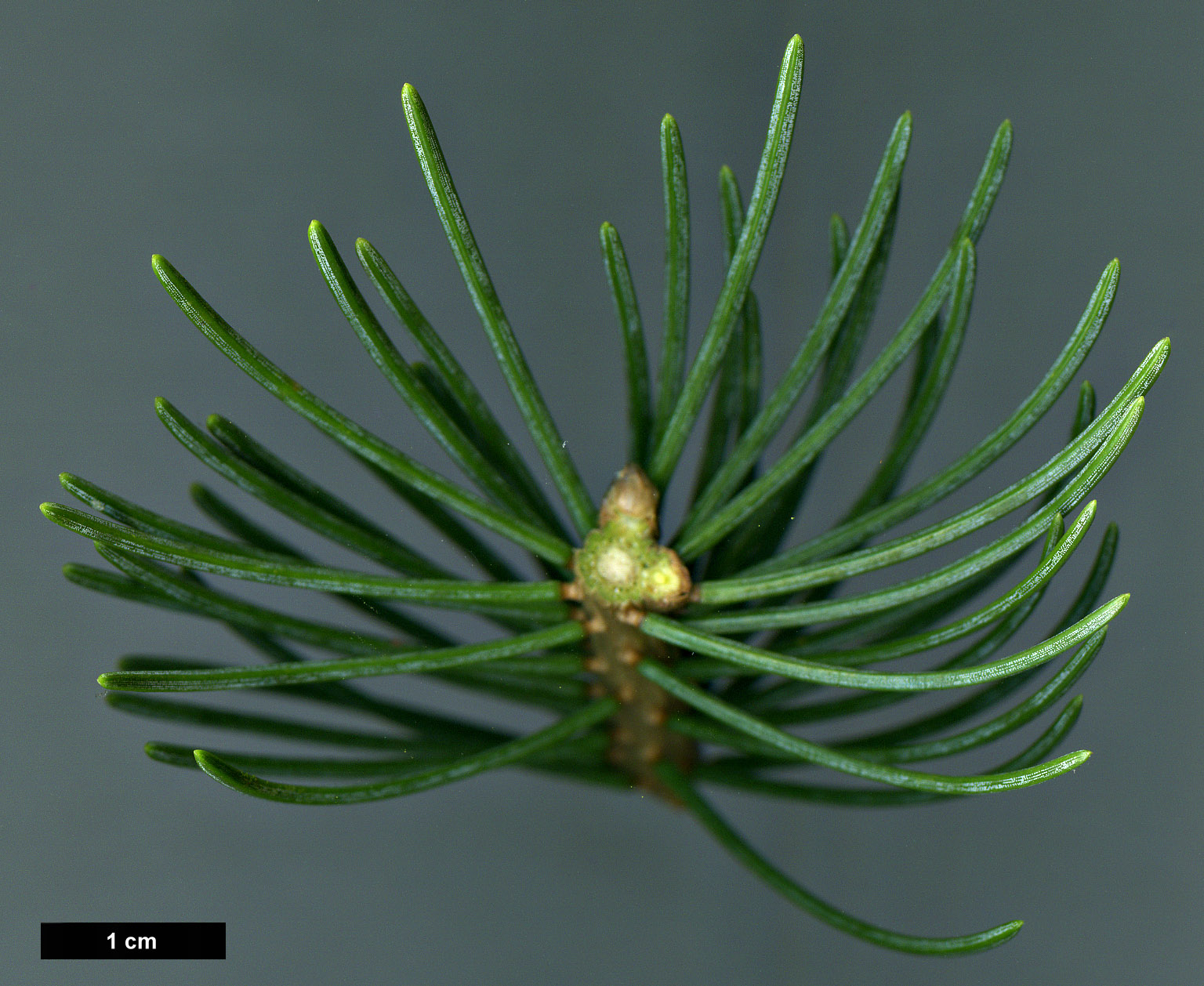 High resolution image: Family: Pinaceae - Genus: Picea - Taxon: schrenkiana