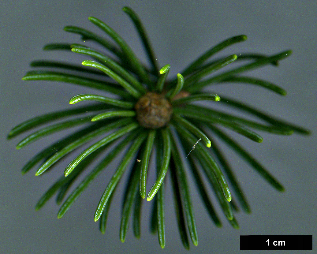 High resolution image: Family: Pinaceae - Genus: Picea - Taxon: schrenkiana