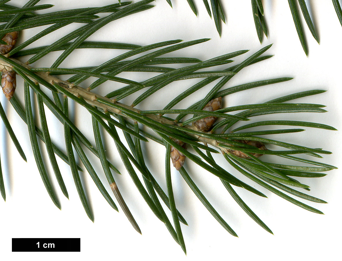 High resolution image: Family: Pinaceae - Genus: Picea - Taxon: wilsonii