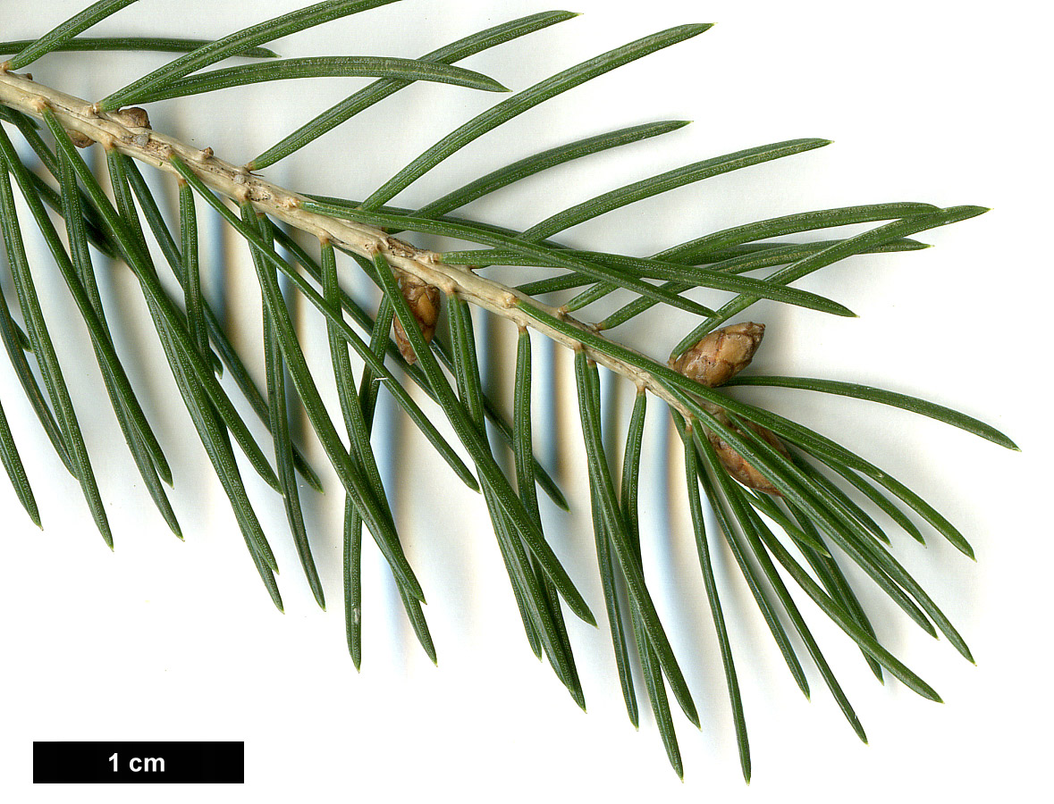 High resolution image: Family: Pinaceae - Genus: Picea - Taxon: wilsonii