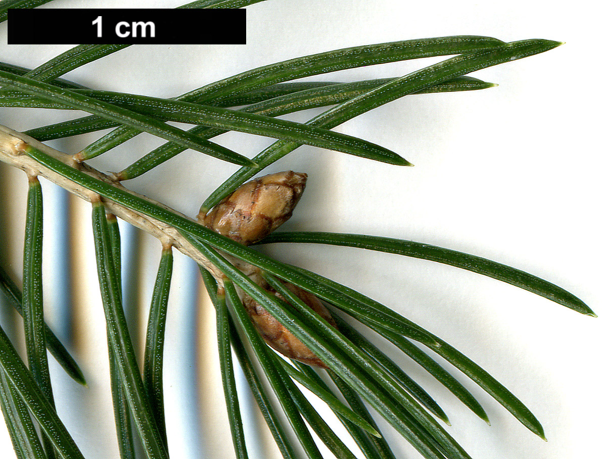 High resolution image: Family: Pinaceae - Genus: Picea - Taxon: wilsonii