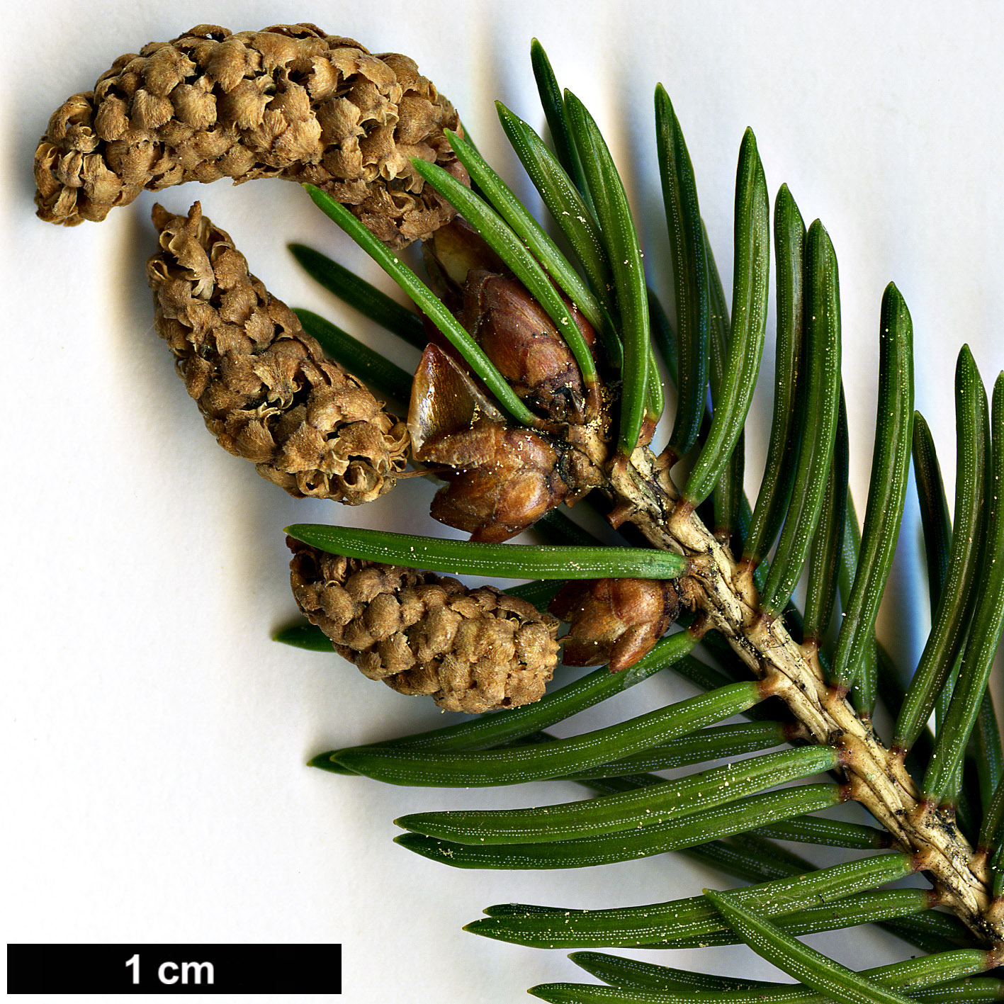 High resolution image: Family: Pinaceae - Genus: Picea - Taxon: wilsonii