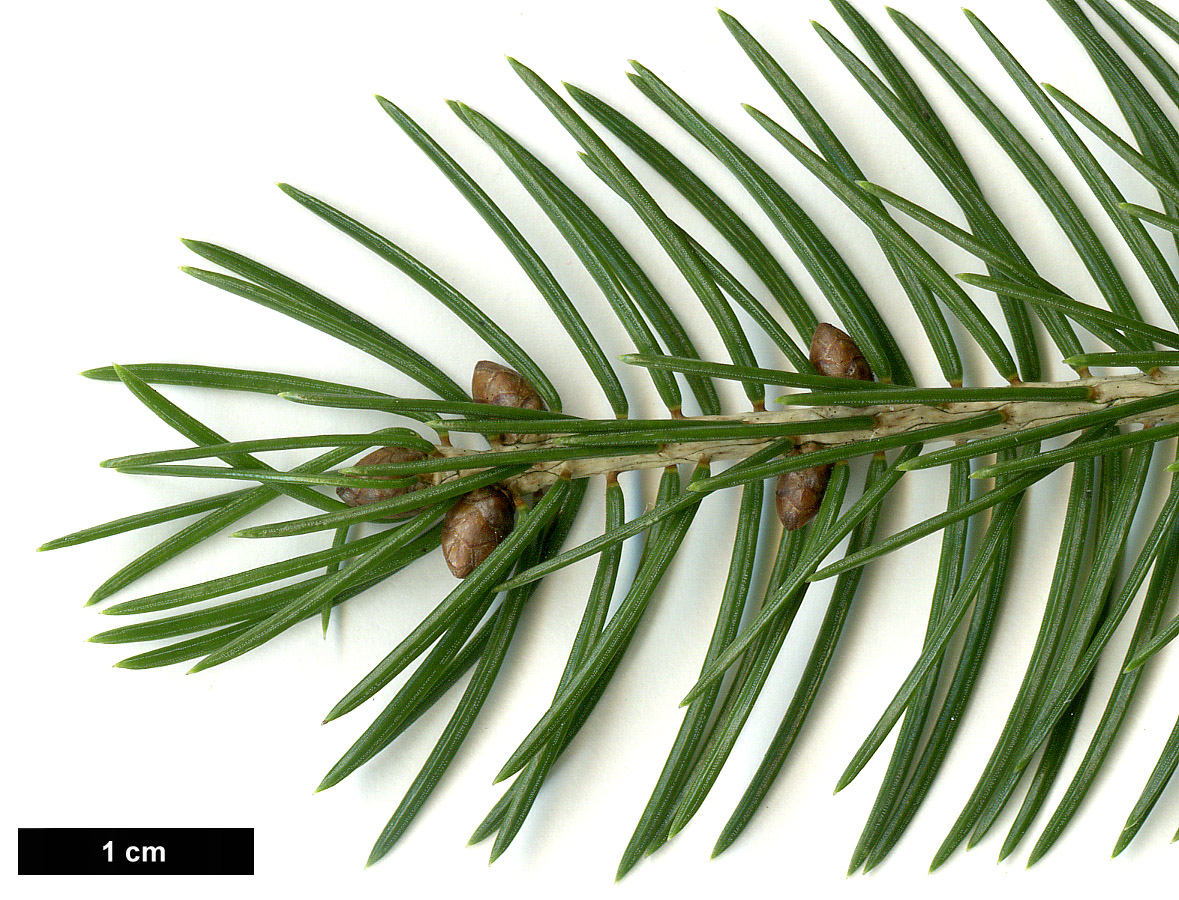 High resolution image: Family: Pinaceae - Genus: Picea - Taxon: wilsonii