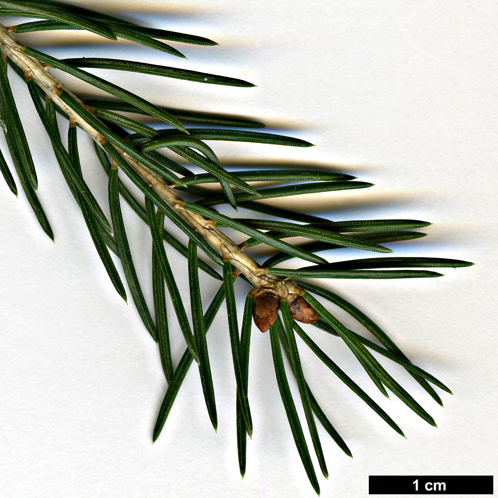 High resolution image: Family: Pinaceae - Genus: Picea - Taxon: wilsonii